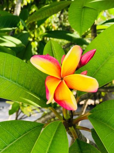 RISING SUN BEACH VIEW RISING SUN BEACH VIEW