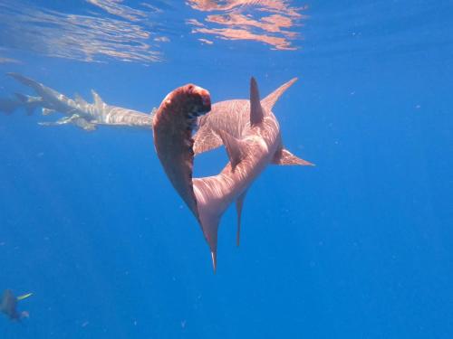 RISING SUN BEACH VIEW RISING SUN BEACH VIEW