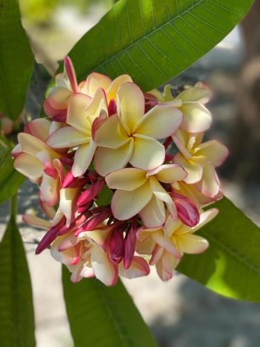 RISING SUN BEACH VIEW RISING SUN BEACH VIEW