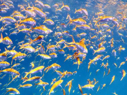 RISING SUN BEACH VIEW RISING SUN BEACH VIEW