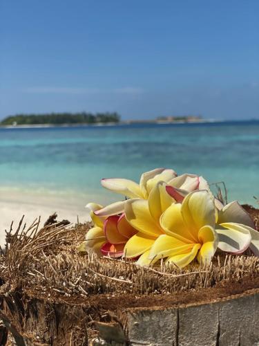 RISING SUN BEACH VIEW RISING SUN BEACH VIEW