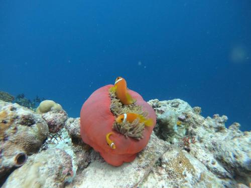 RISING SUN BEACH VIEW RISING SUN BEACH VIEW