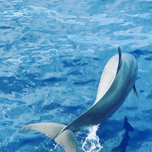 RISING SUN BEACH VIEW RISING SUN BEACH VIEW