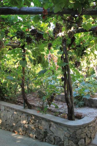 B&B Il Grappolo - image 3