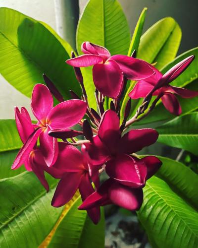 RISING SUN BEACH VIEW RISING SUN BEACH VIEW