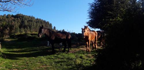 Gîtes chez Daniel "Cevennes 2"