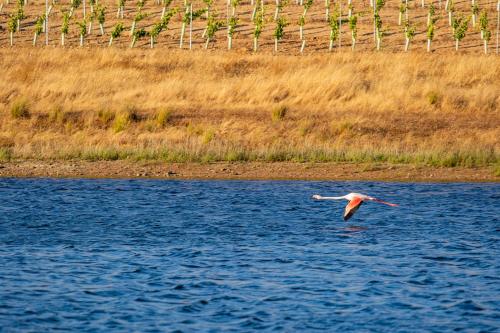 Fontes Bárbaras Enoturismo
