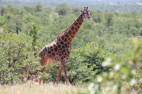 African Rock Lodge