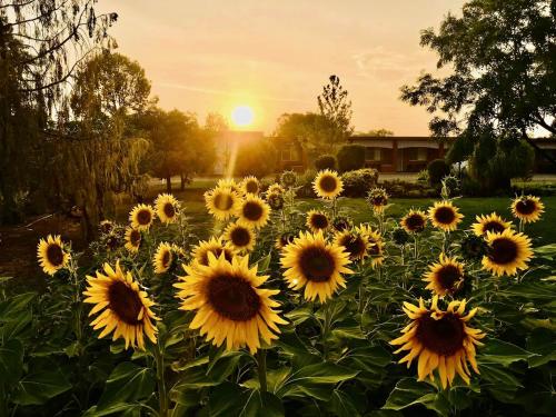 Quirindi Sunflower Motor Inn Quirindi (NSW)