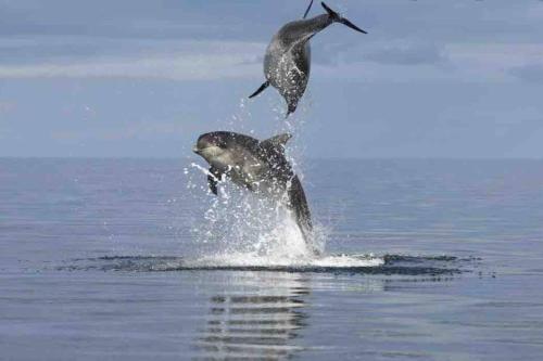 Immaculate Cabin 5 mins to Inverness Dog friendly in Allanfearn