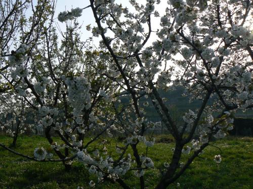 B&B Il Pettirosso