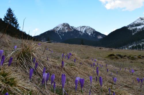 Chowańcówka Chowańcówka