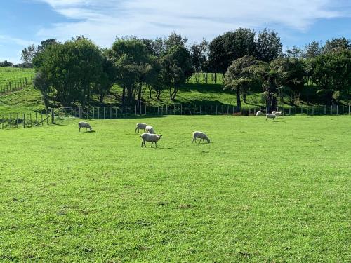 Brixton farm stay in Waitara