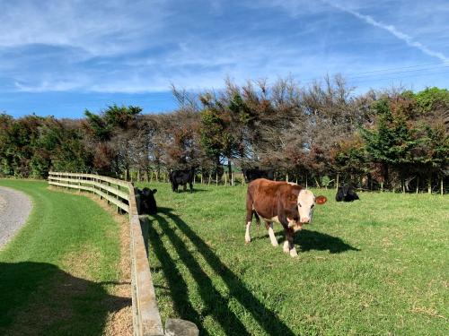 Brixton farm stay in Waitara