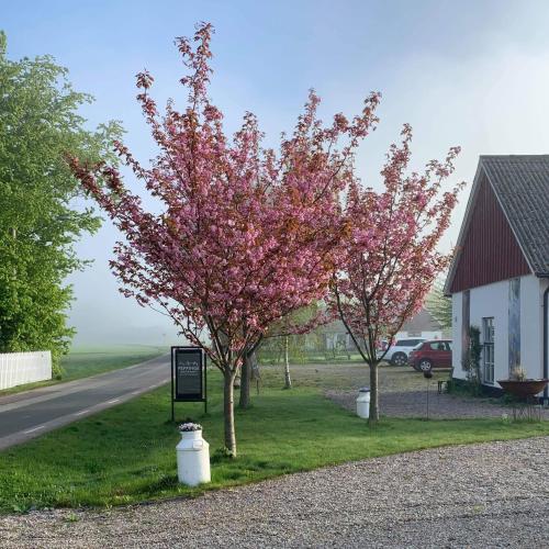 Peppinge Bed & Breakfast, Löderup (Foto 6)