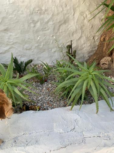 Althea Garden House Althea Garden House