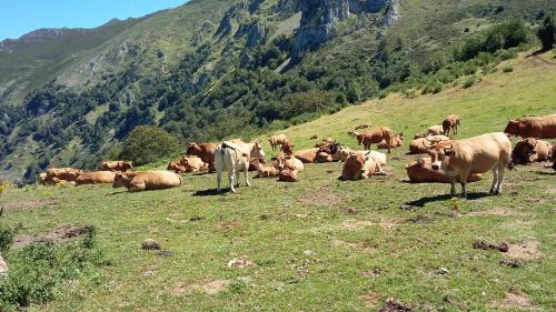 Felechosa ski & senderismo