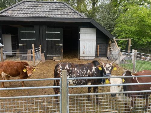 Ecolodge Bergzicht de Bosuil - vakantiehuis aan het bos