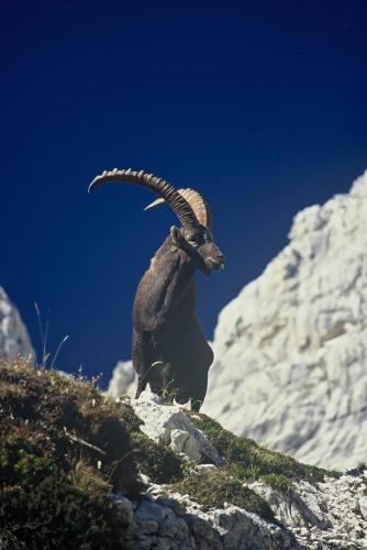 House Budkovič - image 4