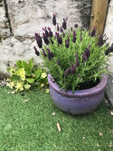Lavender Cottage in Prestena