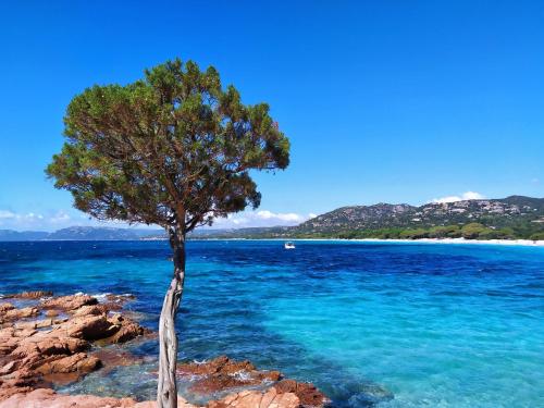 Bel Appartement T2 en Résidence avec piscine - Cala Rossa - Les Jardins d’Alzetu