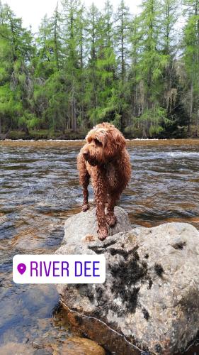 No 45 Ballater - image 9