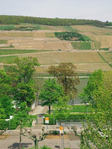 View, Rheinufer am Hindenburgpark in Bingen am Rhein