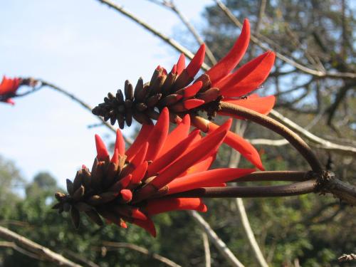 Coral Tree Colony Bed & Breakfast