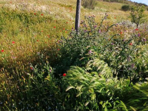 CASA TRABANCOS in Siete Iglesias De Trabancos