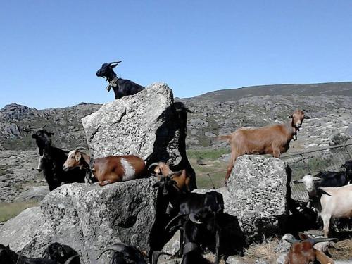 Salto do Lobo - Montain houses with private river Salto do Lobo - Montain houses with private river