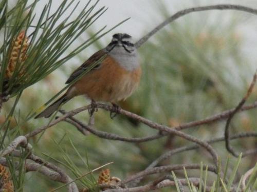 Salto do Lobo - Montain houses with private river Salto do Lobo - Montain houses with private river