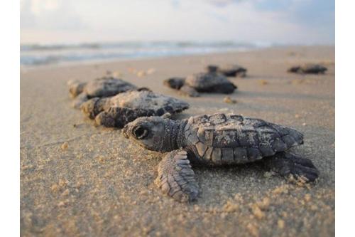 Waterfront Retreat B-1 by Padre Escapes - main image