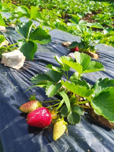 Holiday House Stari Volat - image 9