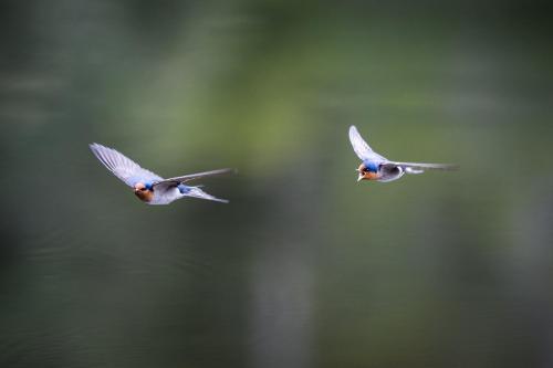 Cradle Gateway Chalets in แครเดิ้ลเมาเท่น