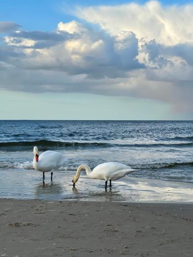 Kleine FeWo in Heringsdorf auf der Insel Usedom