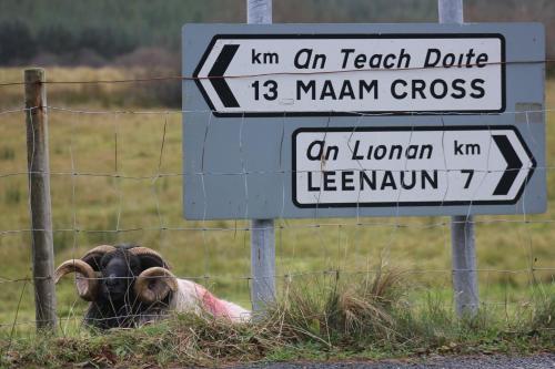 Clifden Bay Lodge – Clifden