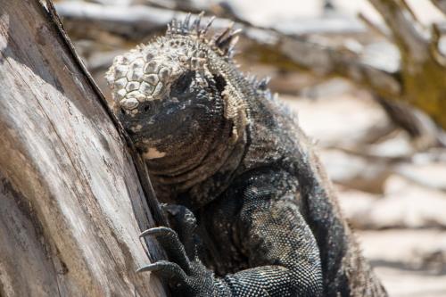 Chez Manany Galapagos Ecolodge