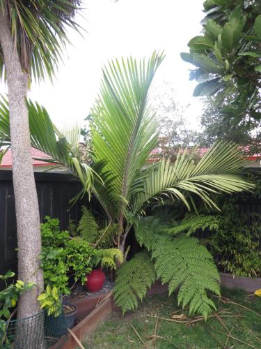 Have, Two Palms in Gisborne