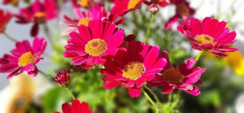 CherryTreeCottage - Cosy 19thCentury Pet Friendly, Claragh (photo 8)