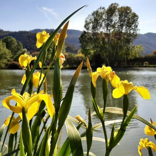 Les Iris - Domaine du Lac de la Vallée