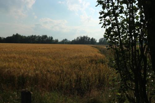 Pipowagen Vlinder bij Pipowagen & Kampeerhoeve s Gravenhof