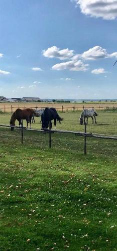 Pipowagen Vlinder bij Pipowagen & Kampeerhoeve s Gravenhof