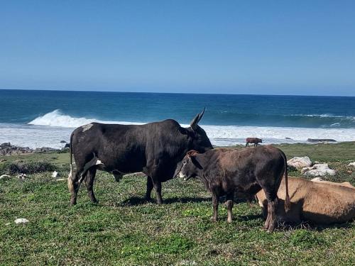 Zufike Pondoland Wild Coast- Port Grosvenor