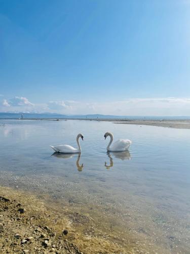 " Sunshine am See "