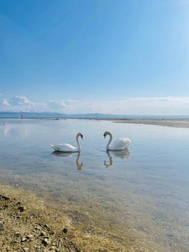 Sunshine am See 1.7km von Albert-Maier-Straße entfernt