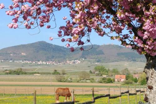 Gite à Eguisheim proche de Colmar et Kaysergberg.