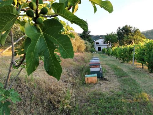 Naturaliterre BnB - Microfattoria - Accommodation - Dovadola