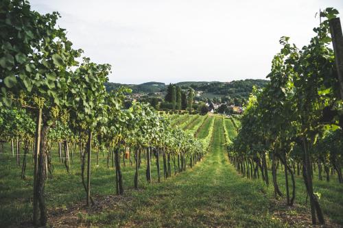 Wein & Gästehof Erlacher