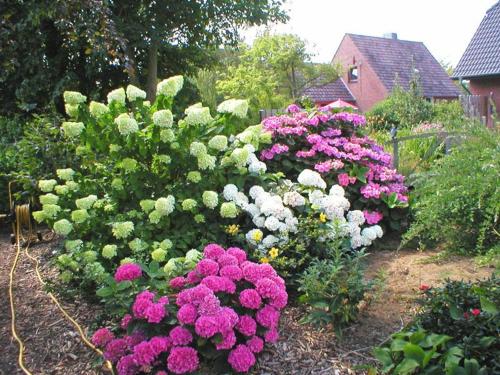 Teddyhus- Ferienwohnungen in Busum
