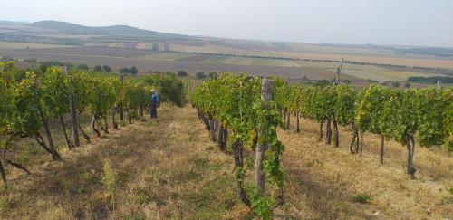 Surrounding environment, Galambos Pinceszet in Abaújszántó